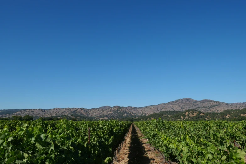 a lush green field with a line of trees and mountains in the background