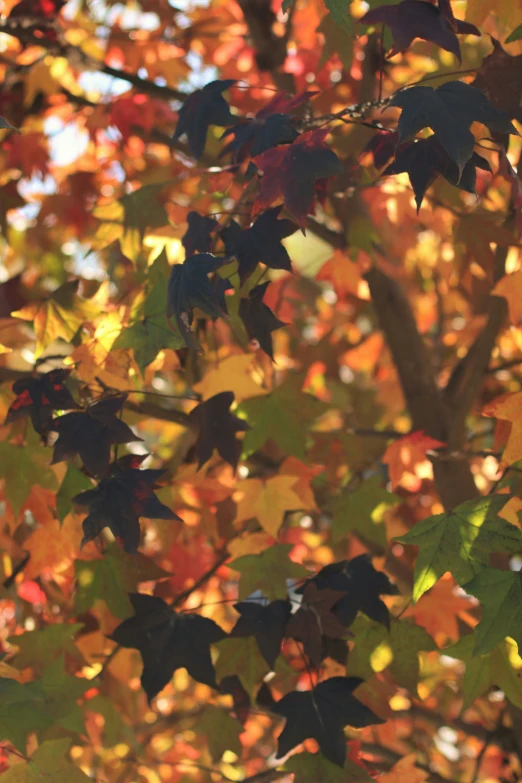 the leaves of this tree seem to fall, so you can see them with colors