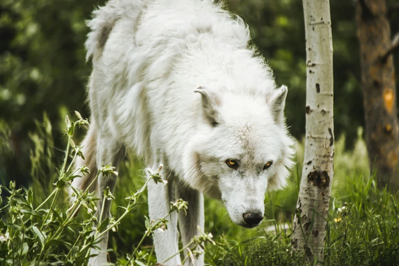 an animal walking down the grass in a forest