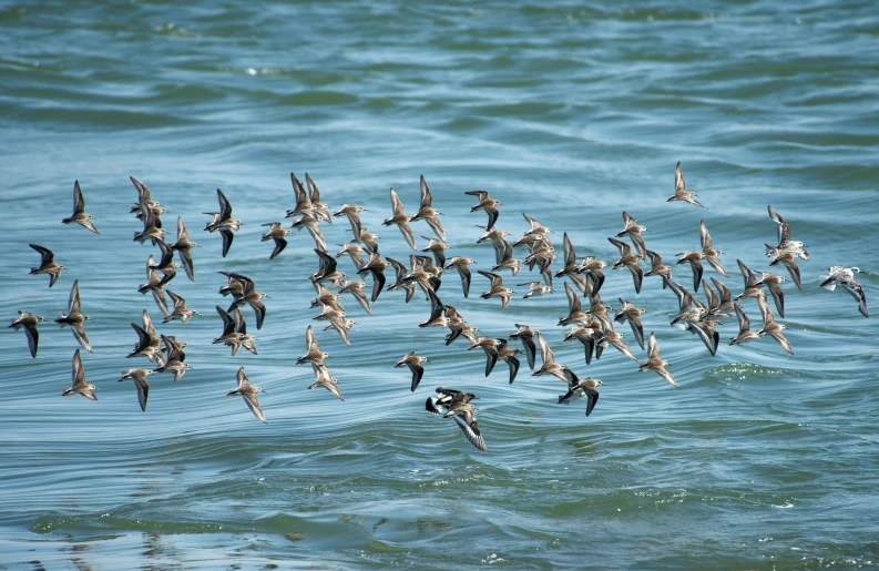 large group of birds flying above the water