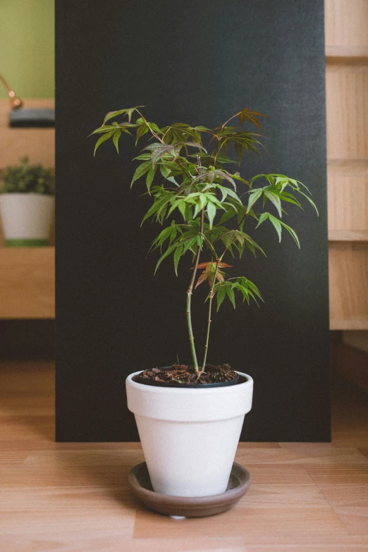 a white pot sitting on top of a table