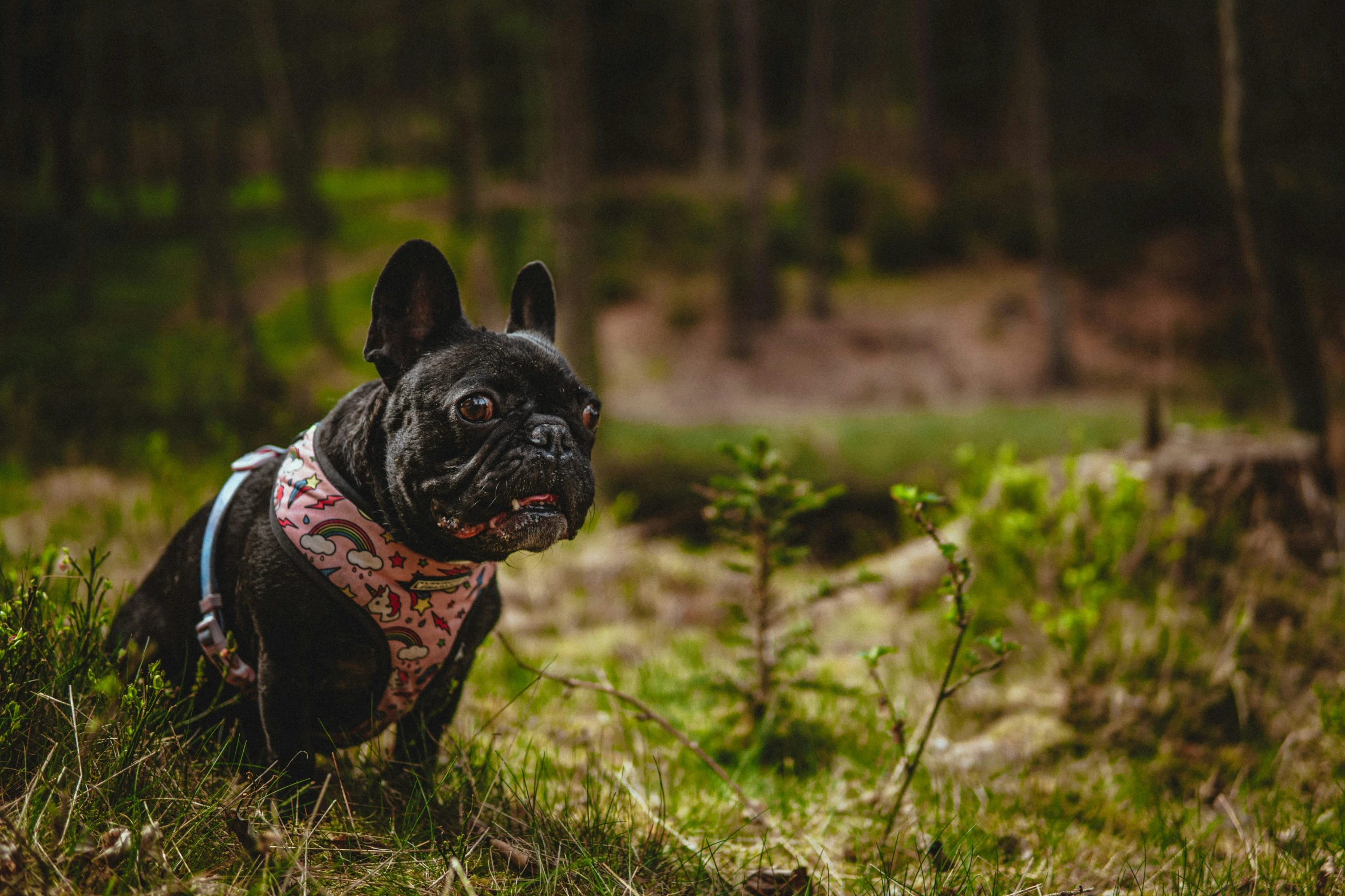 a small black dog in the woods looking up