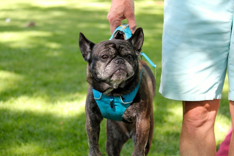 a dog is wearing a harness and is being walked by someone