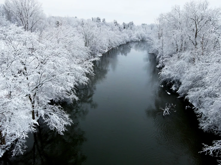 trees are around the water, looking like they have fallen