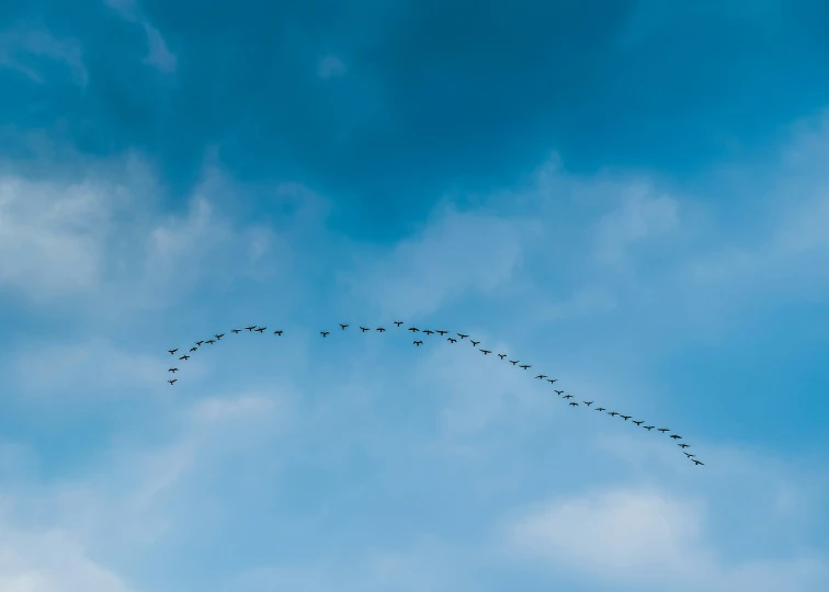 a flock of birds in the sky leaving their tails