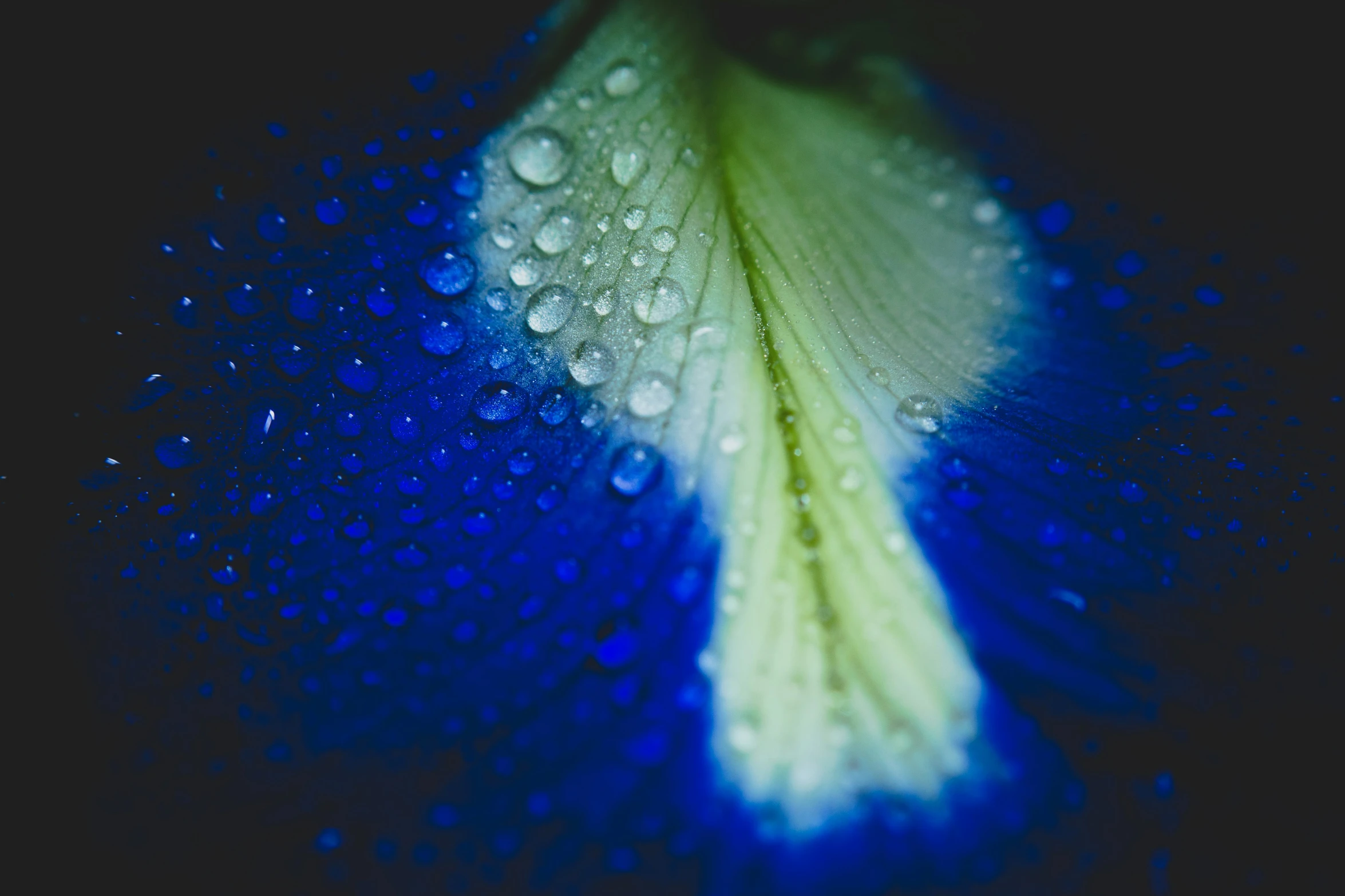 the image shows blue and green petals with rain drops on them