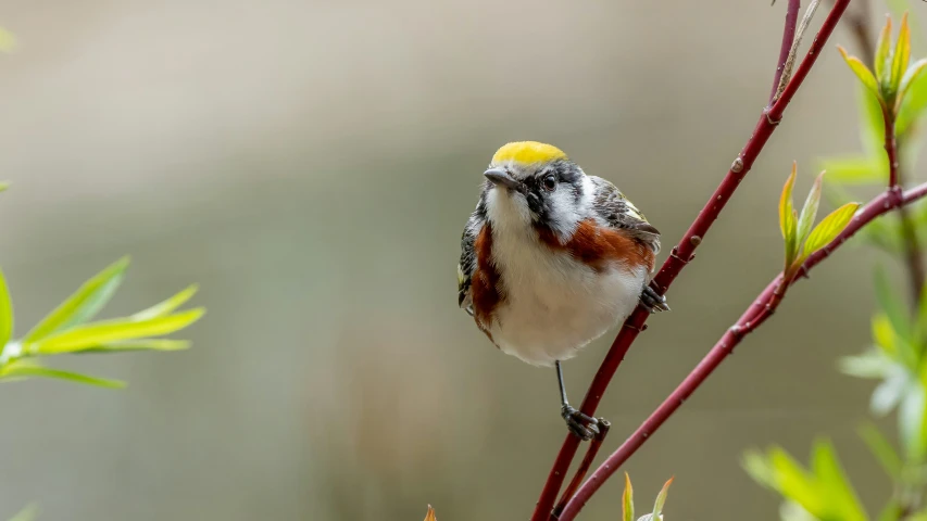 a small bird is perched on a nch