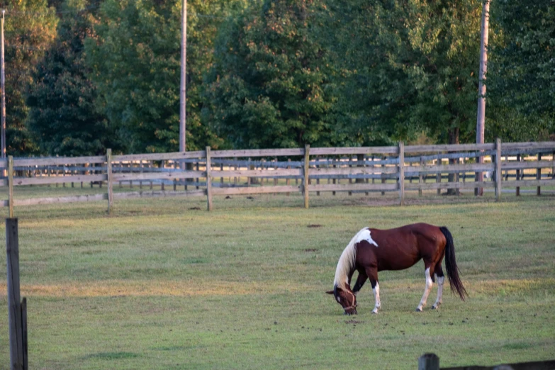 the horse is eating grass in the field