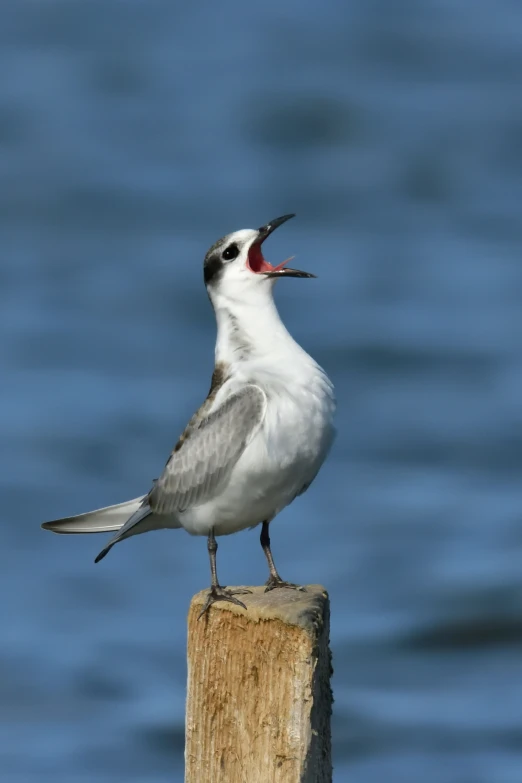 a white and gray bird with its beak open