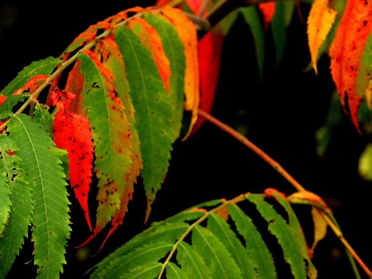 a close up image of the leaves of a tree