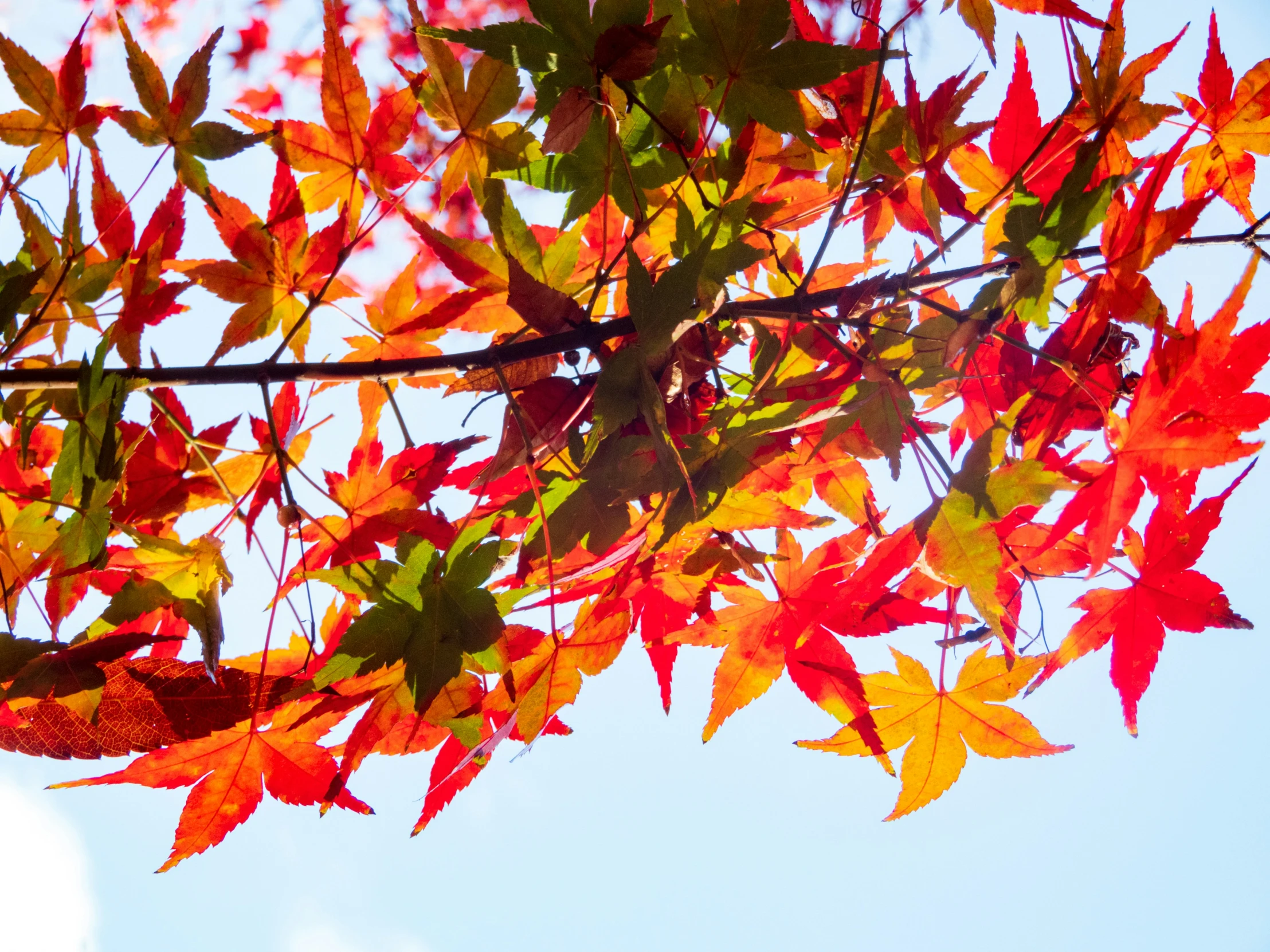the leaves of a tree in autumn against a clear blue sky
