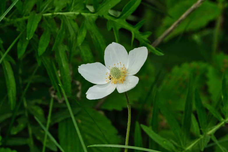 an odd looking white flower with a green center