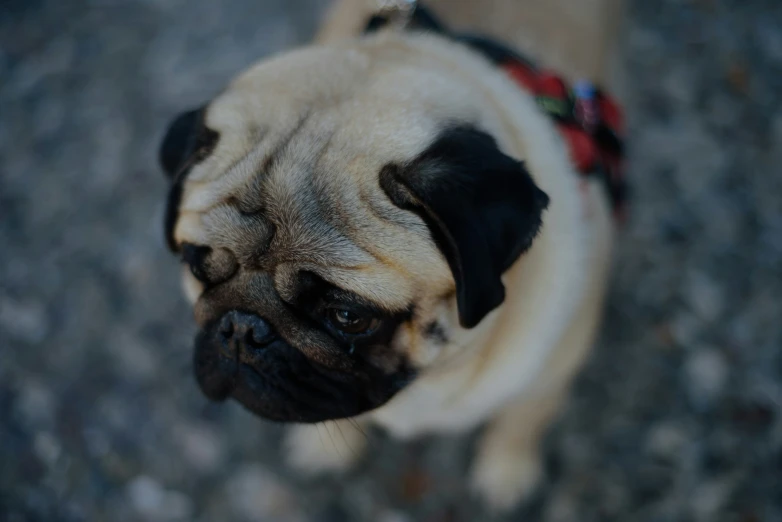 a small pug dog sitting down with it's eyes closed