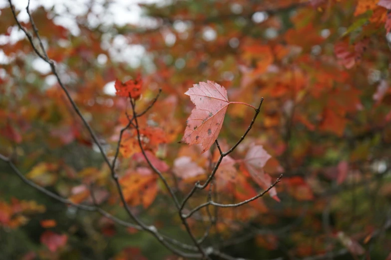 autumn leaves with a blurry background of tree nches