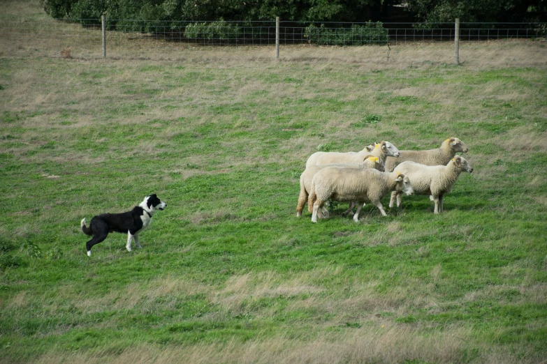 some sheep in a field with a dog