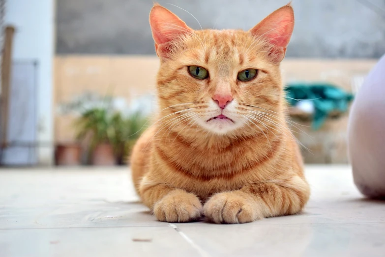 an orange cat lying on the ground looking up