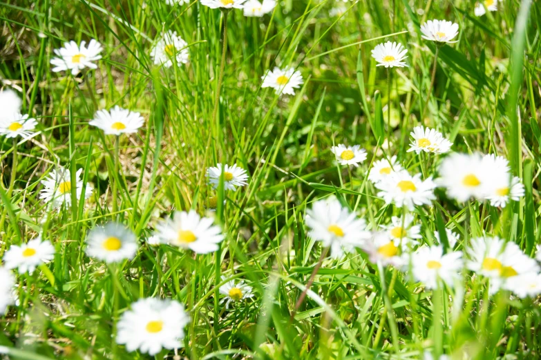 many flowers growing on a grassy area