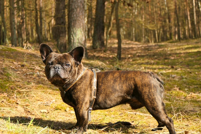 a very cute brown dog in a grassy area