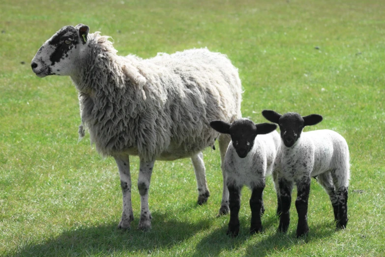 a white lamb and its mother stand in a field