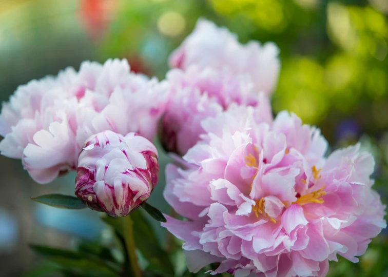 a group of pink flowers on a nch