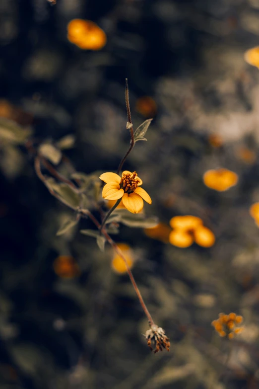 a bunch of yellow flowers that are growing out of the ground