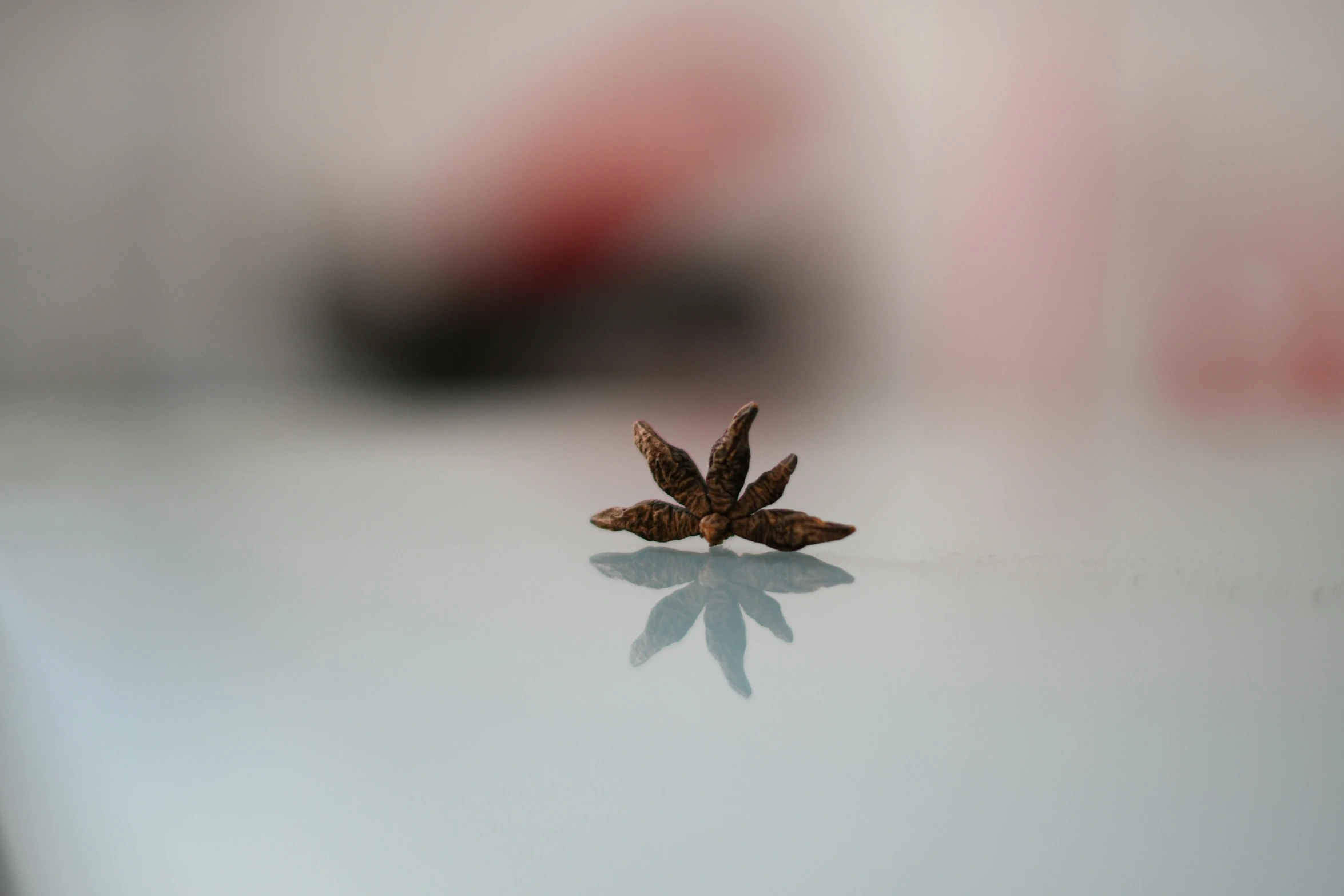 the tiny bird sits on top of a glass table