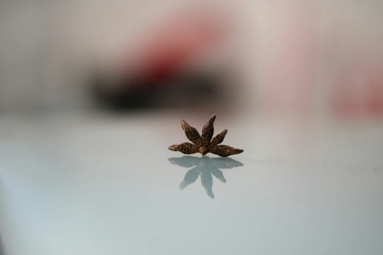 the tiny bird sits on top of a glass table