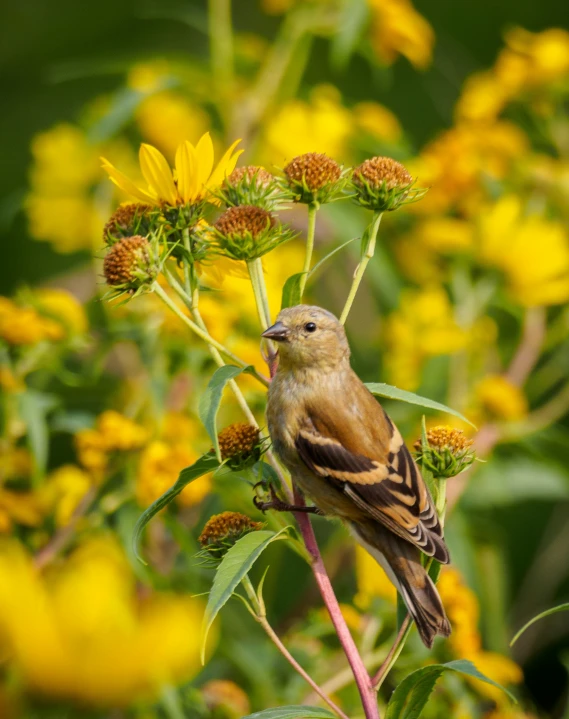 small brown and black bird perched on plant with yellow flowers in background