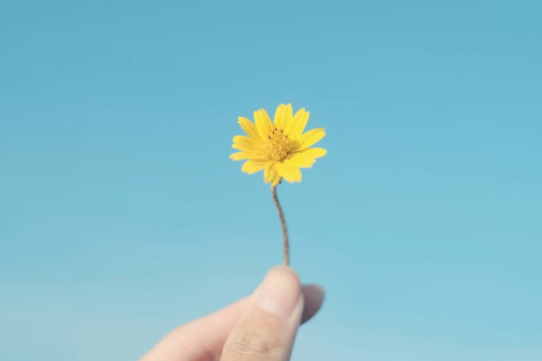 a person's hand holding a yellow flower against a blue sky