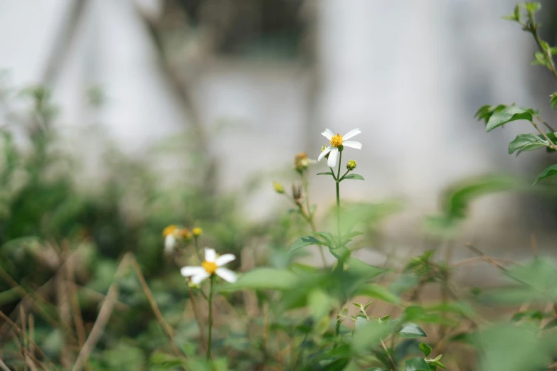 a group of small white flowers in the foreground