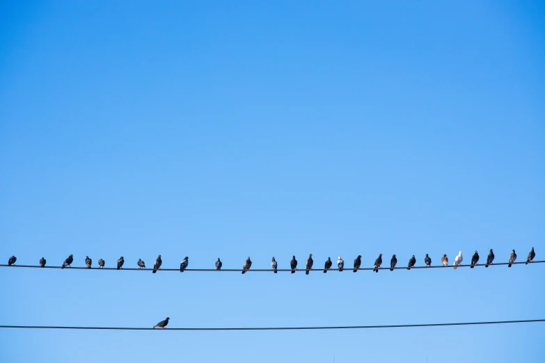 a flock of birds sitting on top of a wire