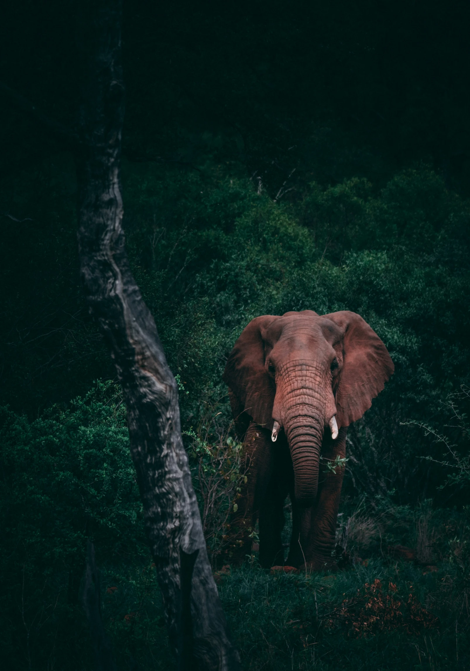 an elephant stands among some thick vegetation in the night