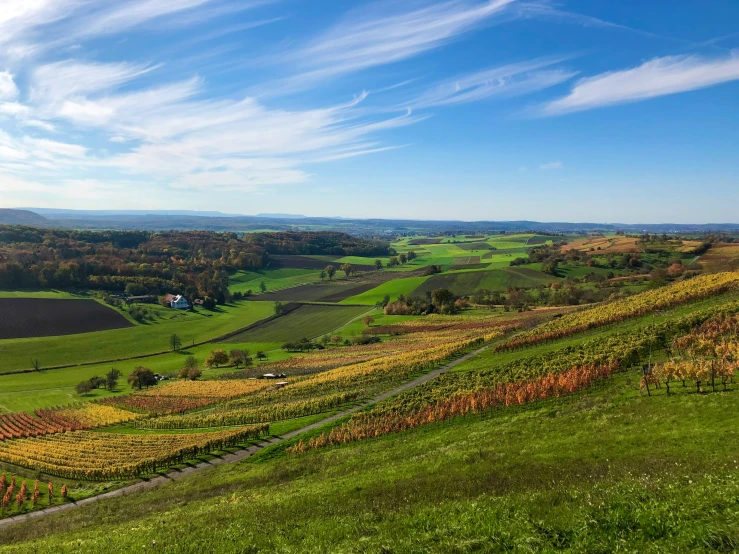 this is a view of a vineyard and lush green field