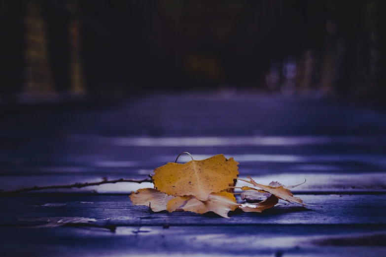 a yellow leaf on a wooden surface in the dark
