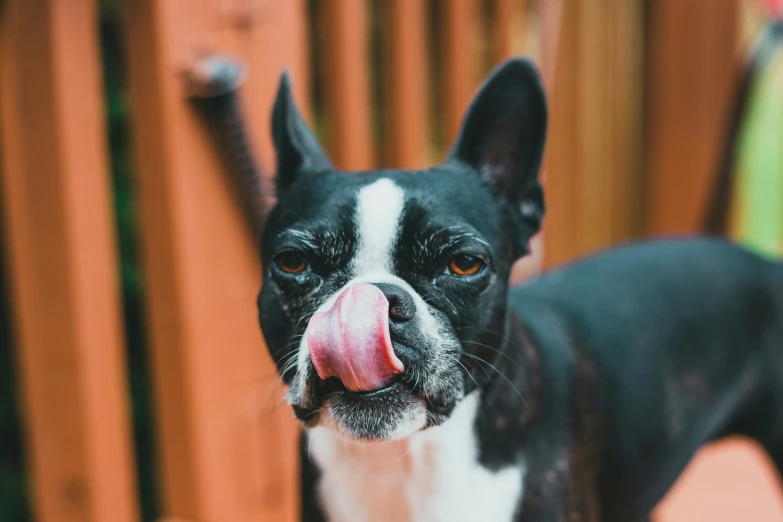 dog sticking tongue out with black and white dog with red tongue