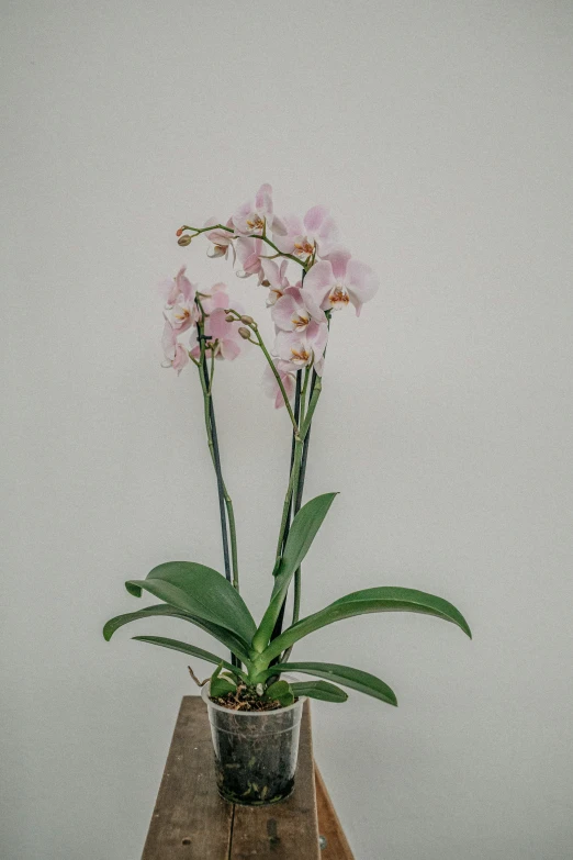 a pink orchid plant sits on a wooden table