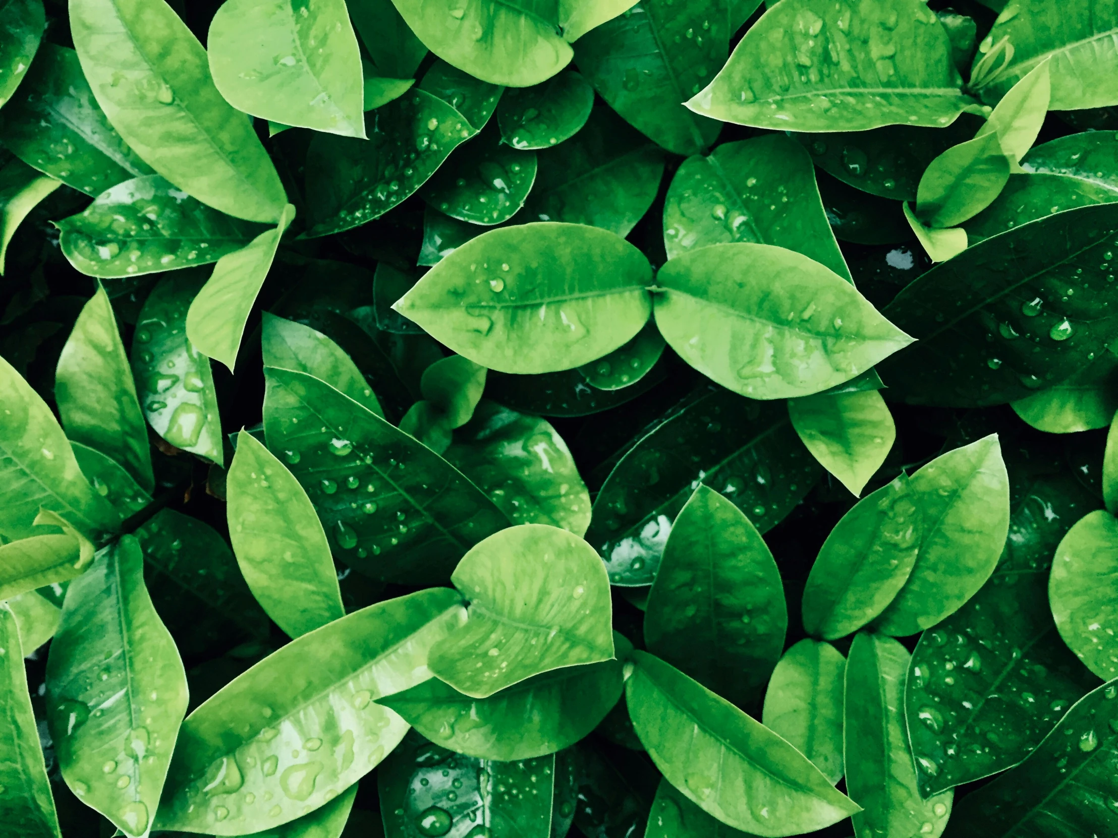 a lot of leafy plants with rain drops