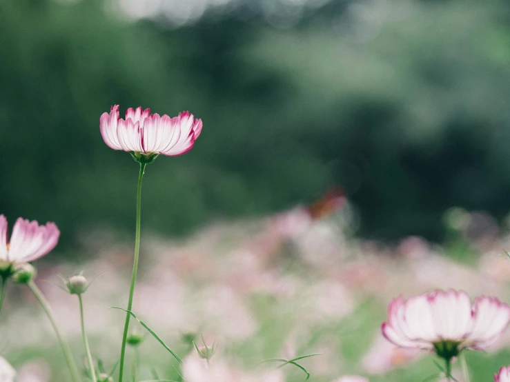 a field full of flowers that are very pink