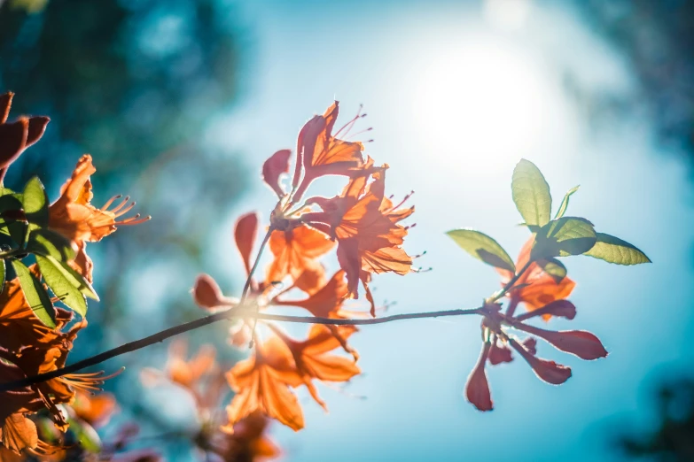 a flower with leaves that is growing next to the sun