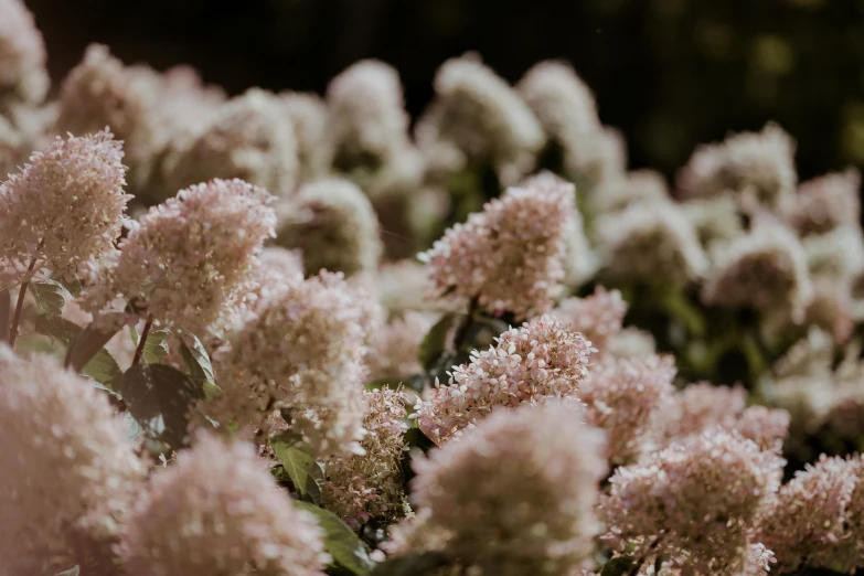 a cluster of flowers in bloom with a blurred background