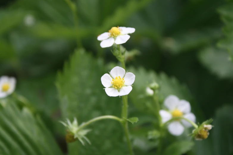 small flowers stand on thin stems with very tiny petals