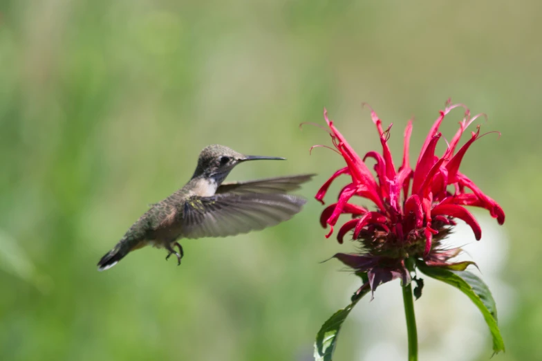 a humming bird flying in front of a red flower