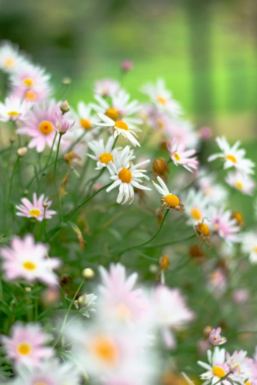 a lot of flowers are in the grass