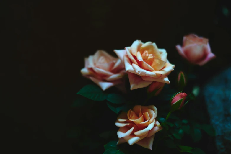 three yellow roses sit side by side