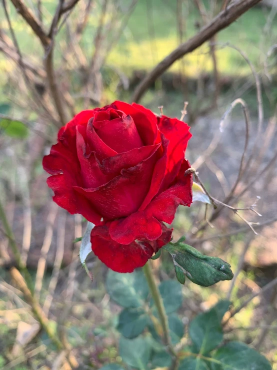 red rose is still blooming on a tree in the field