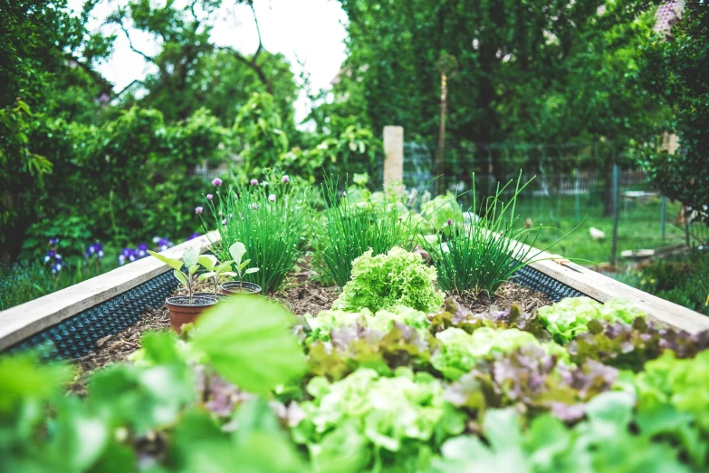 the garden is full of fresh green plants