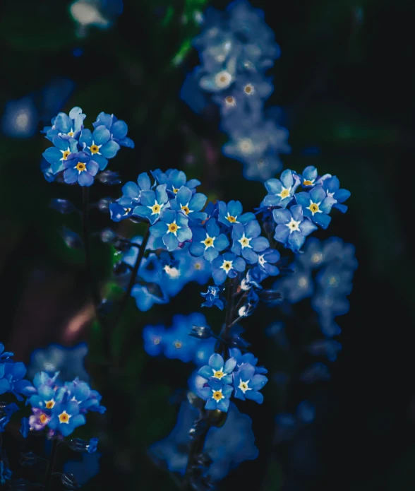 blue flowers are growing and blooming in the dark