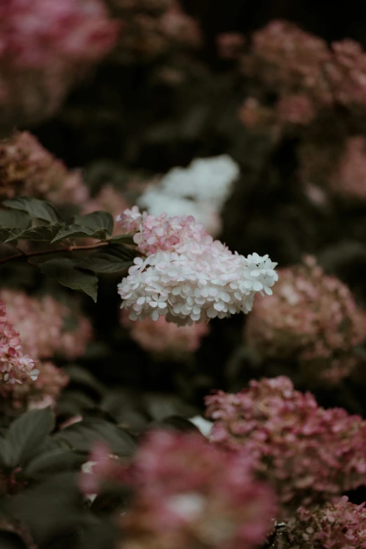 some pink and white flowers in the garden