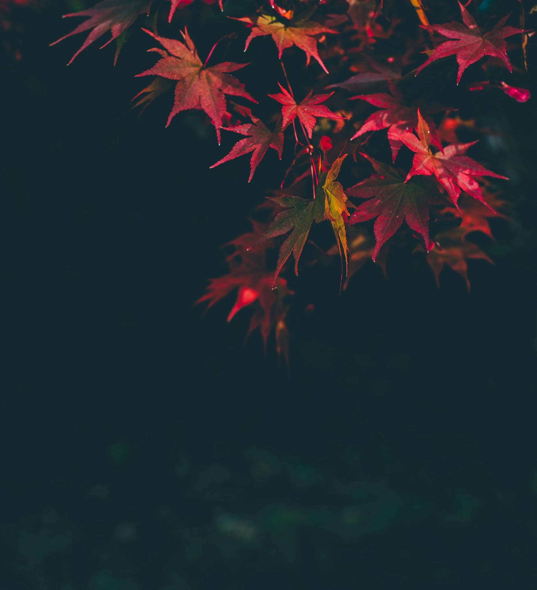 a green and red leaves are seen with black background