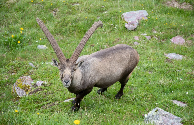 an animal with long horns standing in the grass